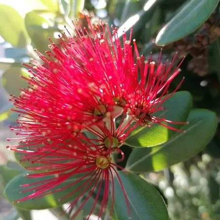 度假居 Chale - Sea View